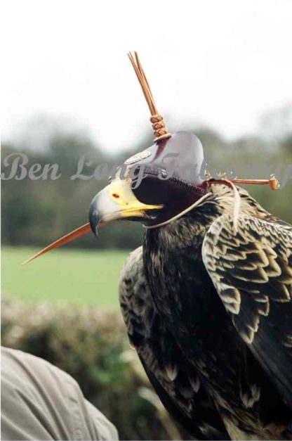 eagle hood by ben long