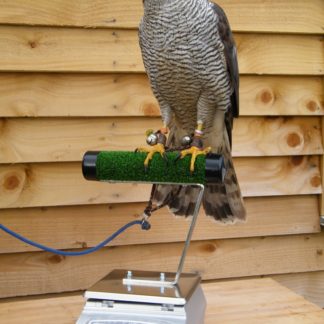 Digital Scale for falconry