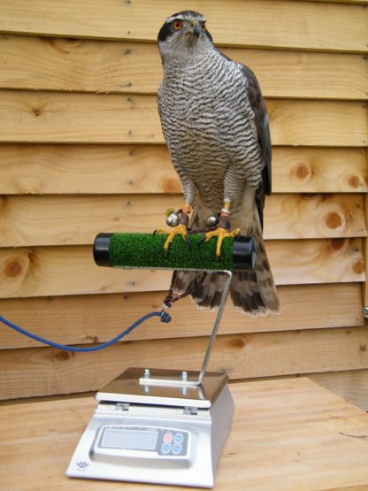 Digital Scale for falconry