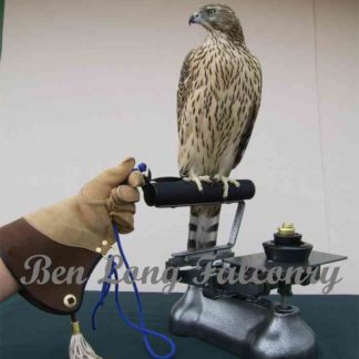 Balance Scales