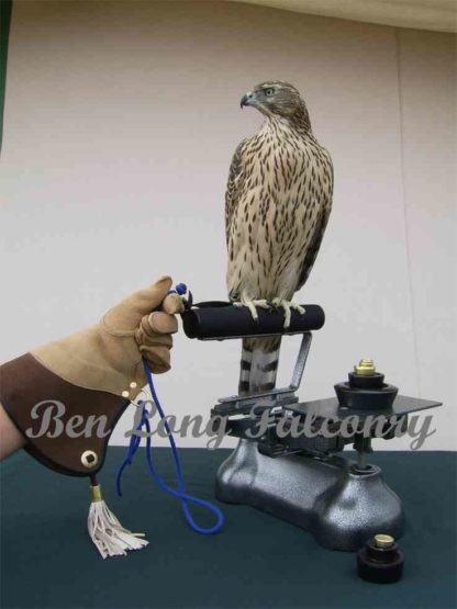 Balance Scales