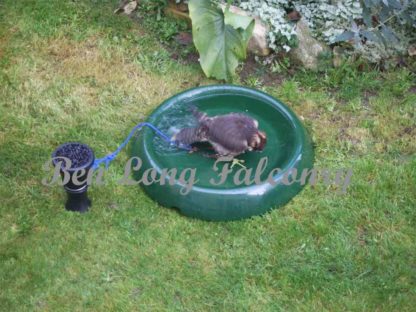 hawk bath medium