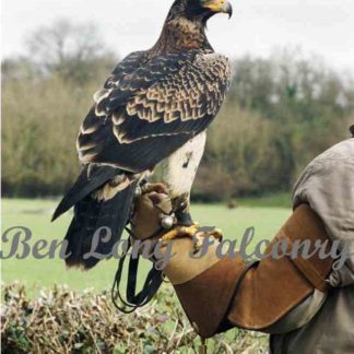 Eagle Gloves