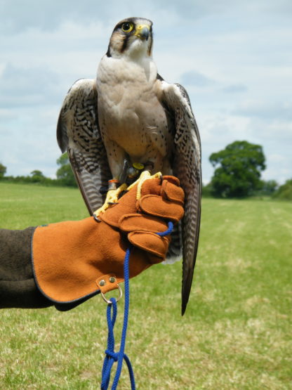 Zoe Glove