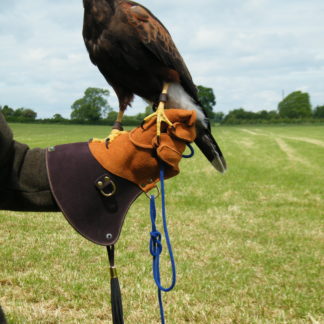 Harris Hawk Glove