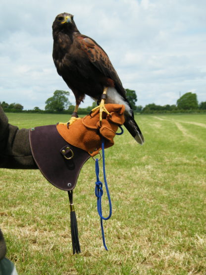 Harris Hawk Glove