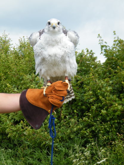 Nimrod Glove