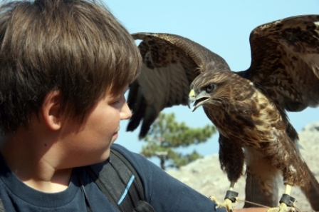 young falconer with bird of prey