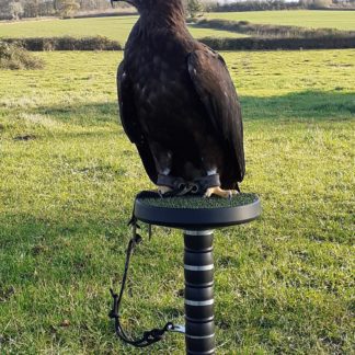 Eagle Block