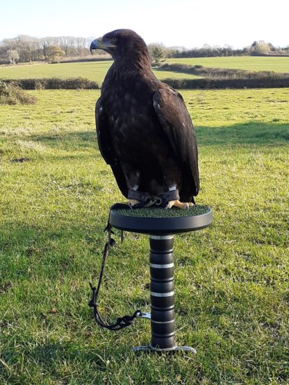 Eagle Block