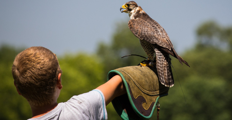 boy with falcon on his arm