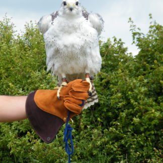 Nimrod Glove